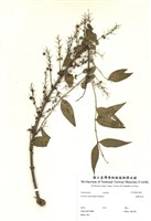 藏品(臺灣馬桑)的圖片